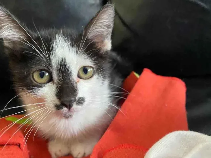 Gato raça Srd  idade Abaixo de 2 meses nome Sem nome