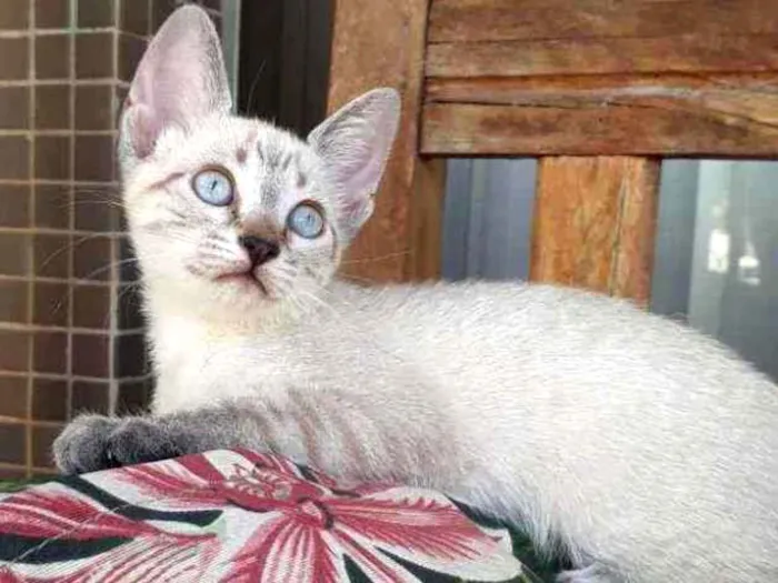Gato ra a Sialata idade Abaixo de 2 meses nome Cristal