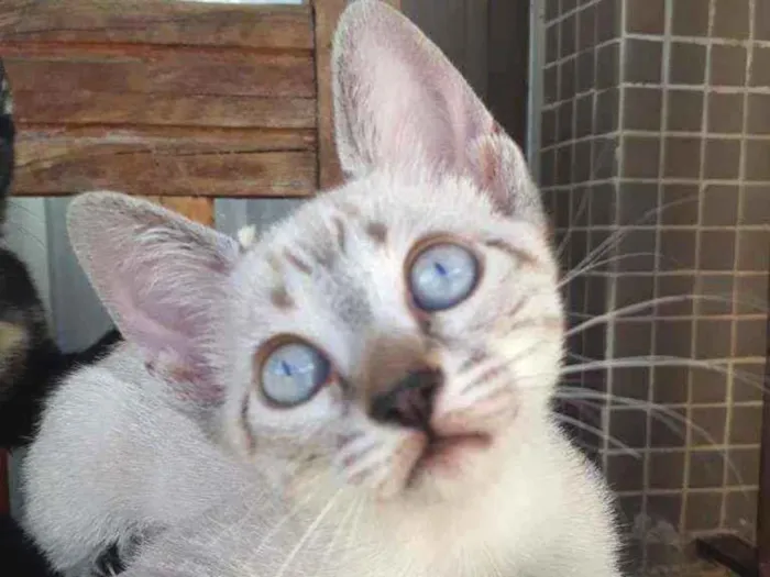 Gato ra a Sialata idade Abaixo de 2 meses nome Cristal