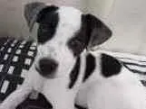 Cachorro raça Srd idade 2 a 6 meses nome Kiara