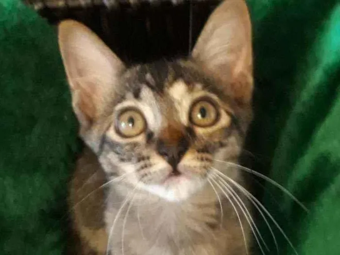Gato ra a Todas em uma só idade Abaixo de 2 meses nome Esmeralda