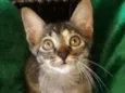 Esmeralda
