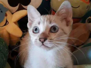 Gato raça Sialata idade  nome Lolita