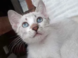 Gato raça Sialata idade Abaixo de 2 meses nome Berilo