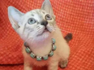 Gato raça Sialata idade Abaixo de 2 meses nome Rubi