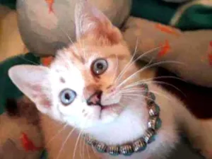 Gato raça Sialata idade Abaixo de 2 meses nome Safira