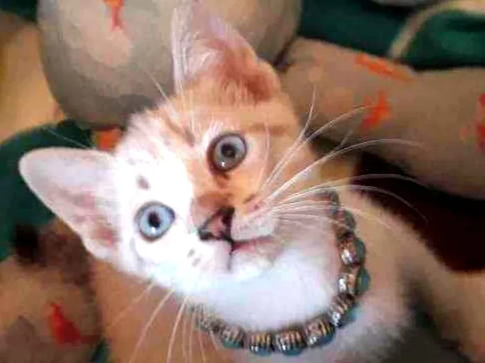 Gato ra a Sialata idade Abaixo de 2 meses nome Safira