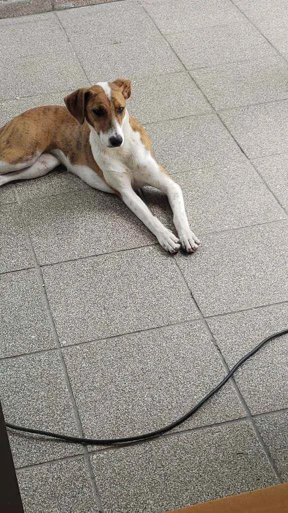 Cachorro ra a NÃO DEFINIDA idade  nome Sem nome