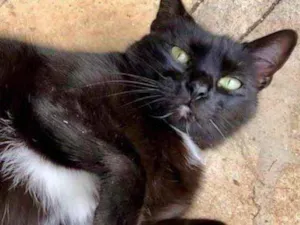 Gato raça Srd idade 3 anos nome Luna uma AMOR