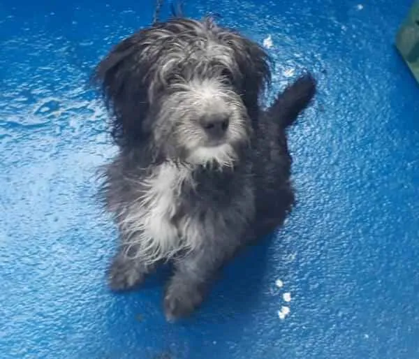 Cachorro raça  idade 2 a 6 meses nome Zeus 