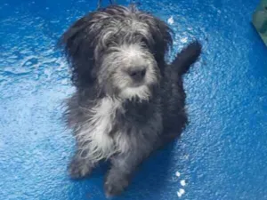 Cachorro raça  idade 2 a 6 meses nome Zeus 