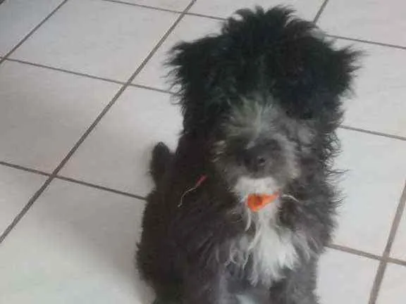 Cachorro raça  idade 2 a 6 meses nome Zeus 