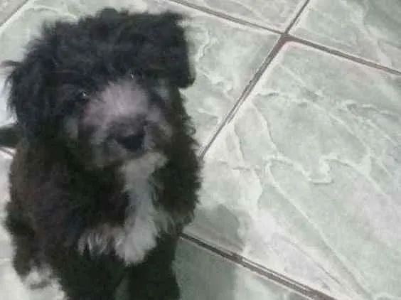 Cachorro raça  idade 2 a 6 meses nome Zeus 