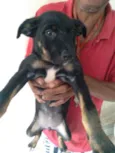 Cachorro raça Indiferente idade Abaixo de 2 meses nome Princesa