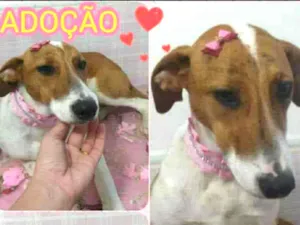 Cachorro raça NÃO DEFINIDA idade  nome Sem nome