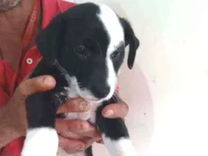 Cachorro raça Indiferente idade Abaixo de 2 meses nome Princesa