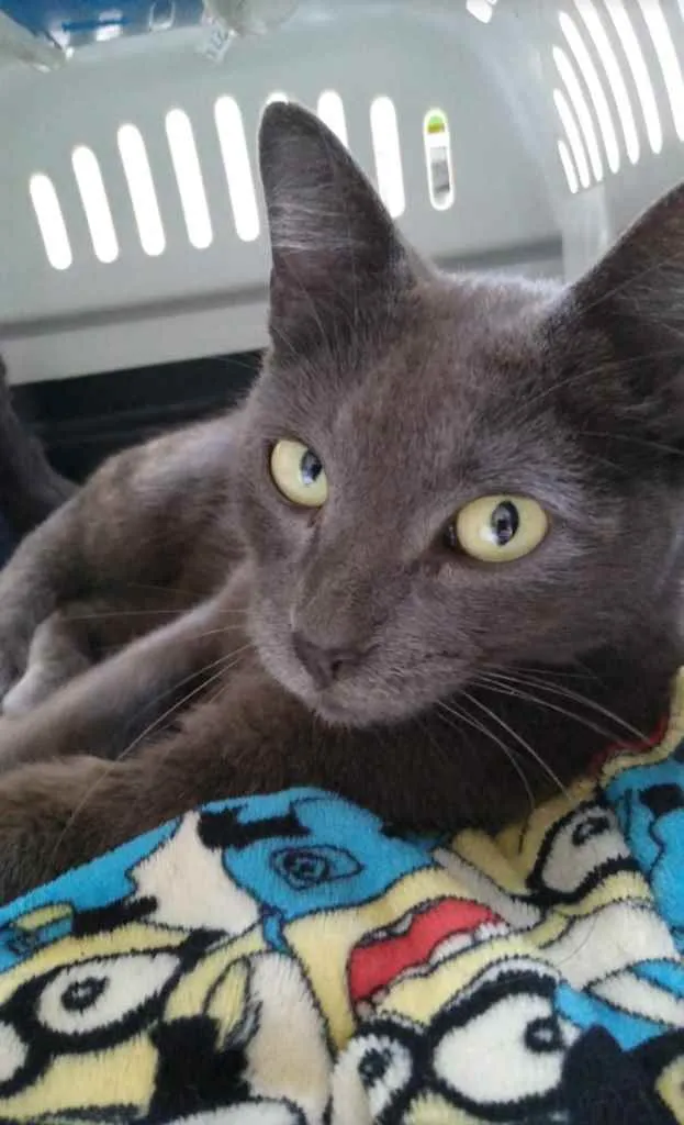 Gato ra a Srd idade 7 a 11 meses nome Raya