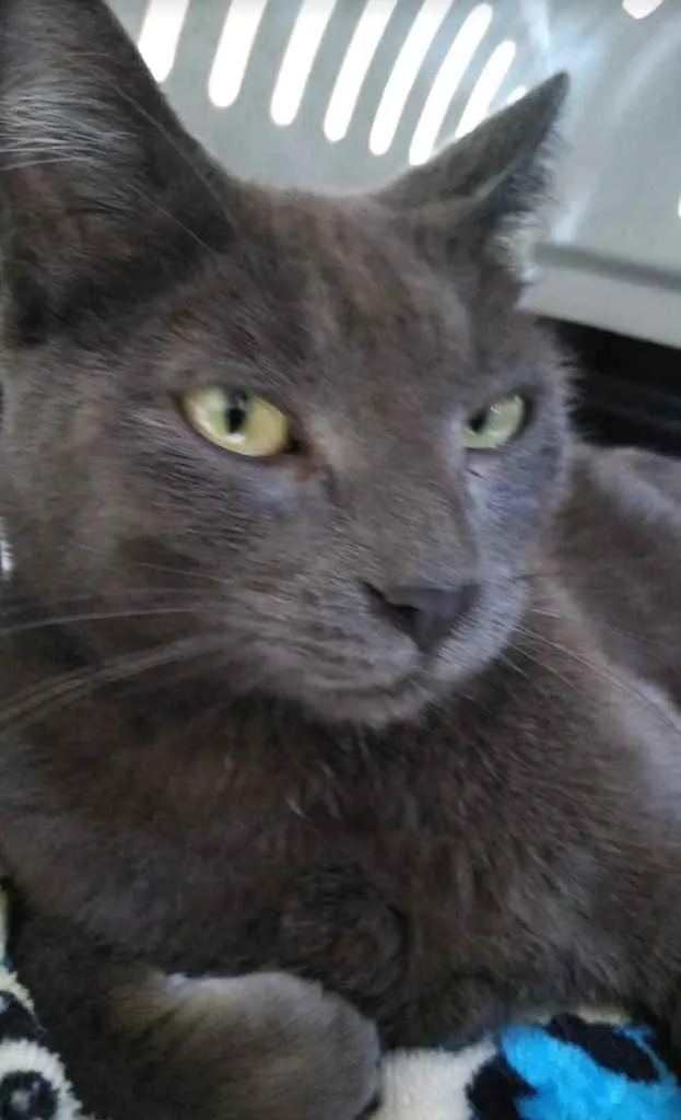 Gato ra a Srd idade 7 a 11 meses nome Raya