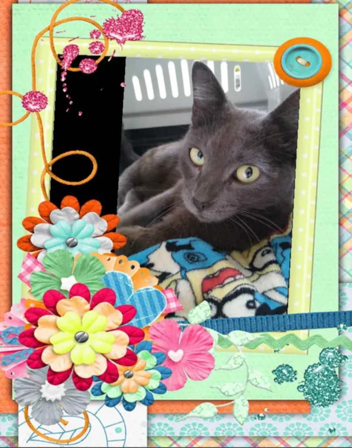 Gato ra a Srd idade 7 a 11 meses nome Raya