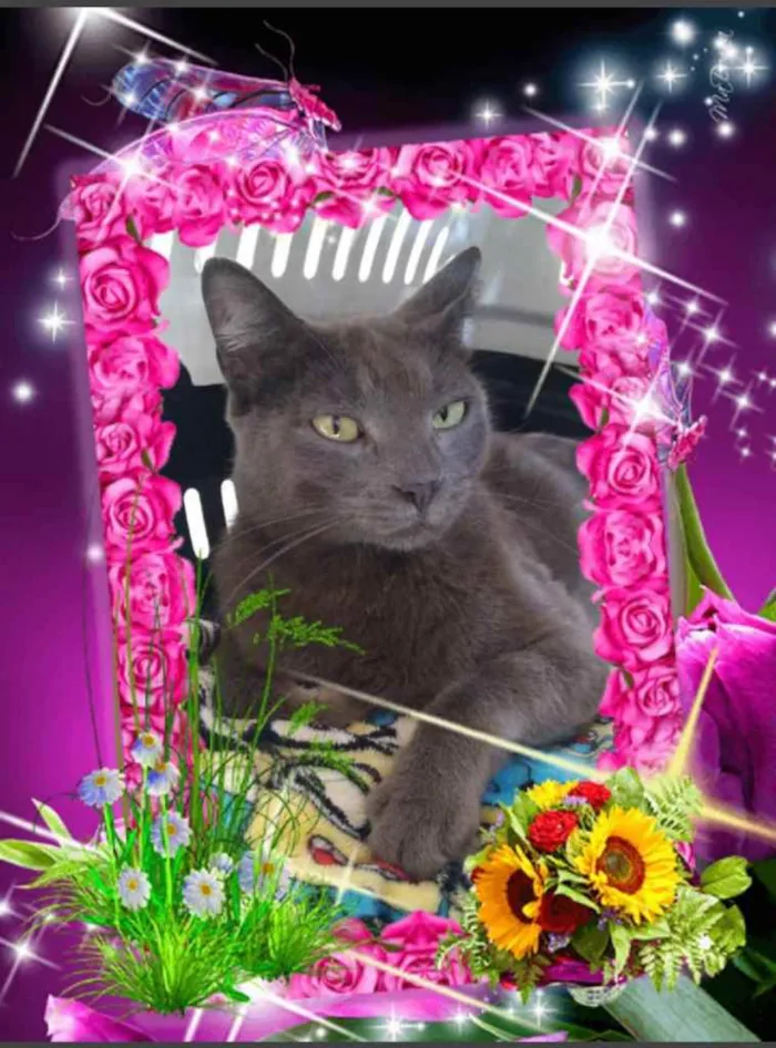 Gato ra a Srd idade 7 a 11 meses nome Raya