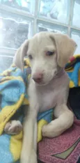 Cachorro raça SRD idade 2 a 6 meses nome Luma