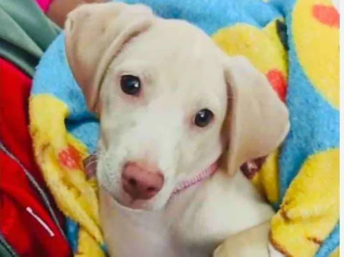 Cachorro raça SRD idade 2 a 6 meses nome Luma