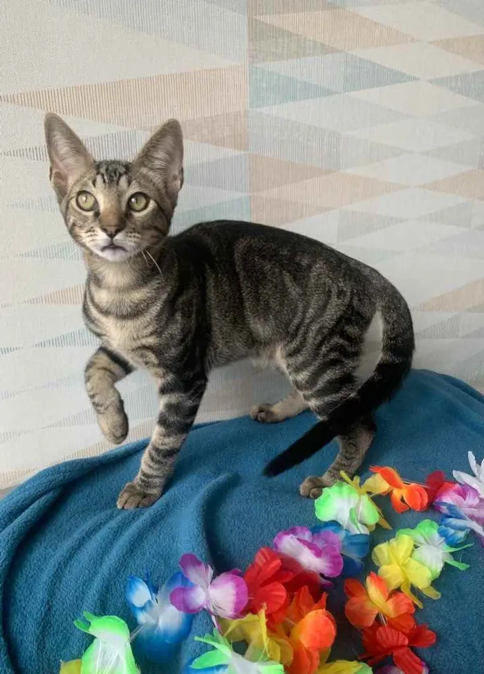 Gato ra a SRD idade 2 a 6 meses nome GENGIBRE