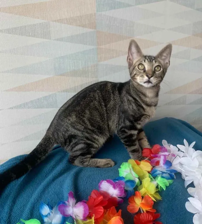 Gato ra a SRD idade 2 a 6 meses nome GENGIBRE