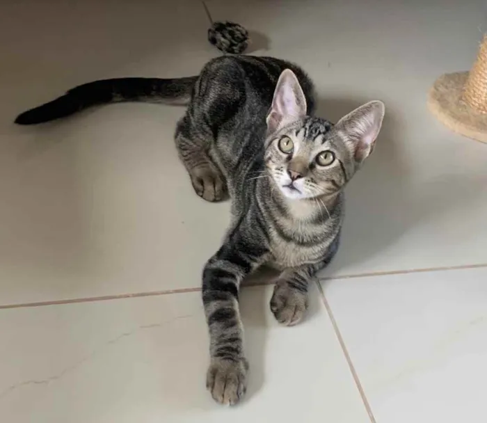 Gato ra a SRD idade 2 a 6 meses nome GENGIBRE