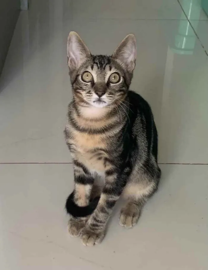 Gato ra a SRD idade 2 a 6 meses nome GENGIBRE