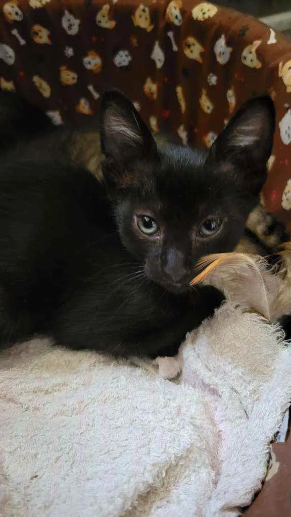 Gato ra a  idade Abaixo de 2 meses nome Gatinhos da sorte