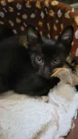 Gatinhos da sorte