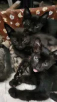 Gatinhos da sorte