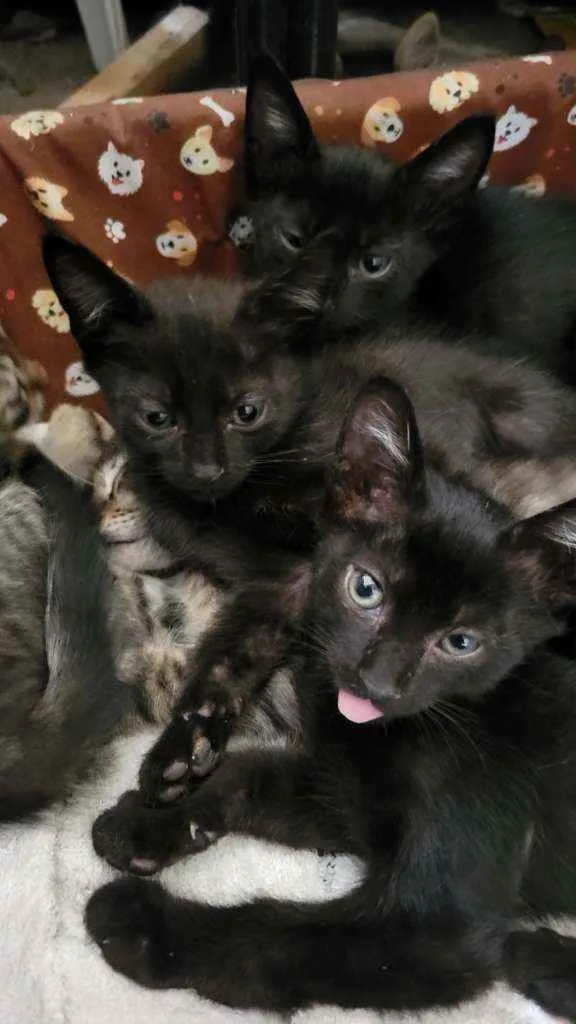 Gato ra a  idade Abaixo de 2 meses nome Gatinhos da sorte