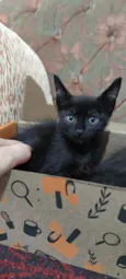 Gatinhos da sorte