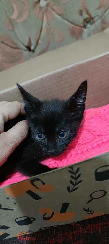 Gato ra a  idade Abaixo de 2 meses nome Gatinhos da sorte