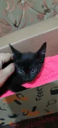 Gatinhos da sorte
