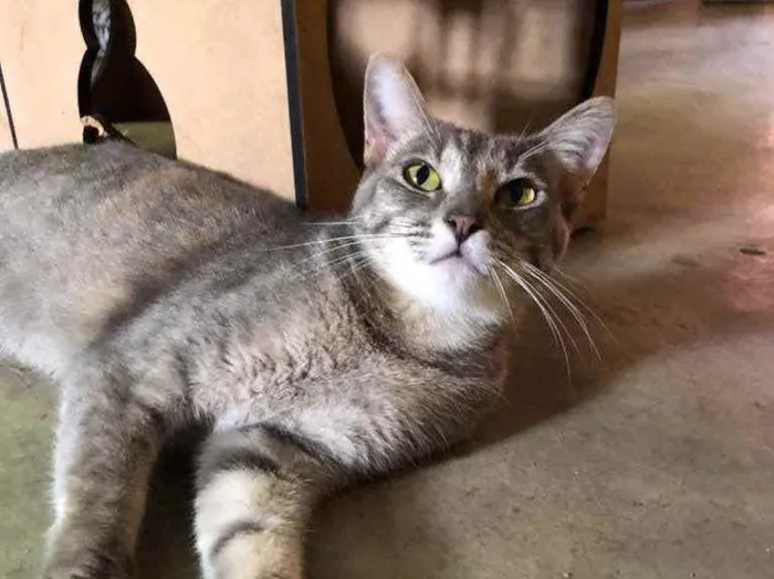 Gato raça SRD idade 7 a 11 meses nome LARA E LIA