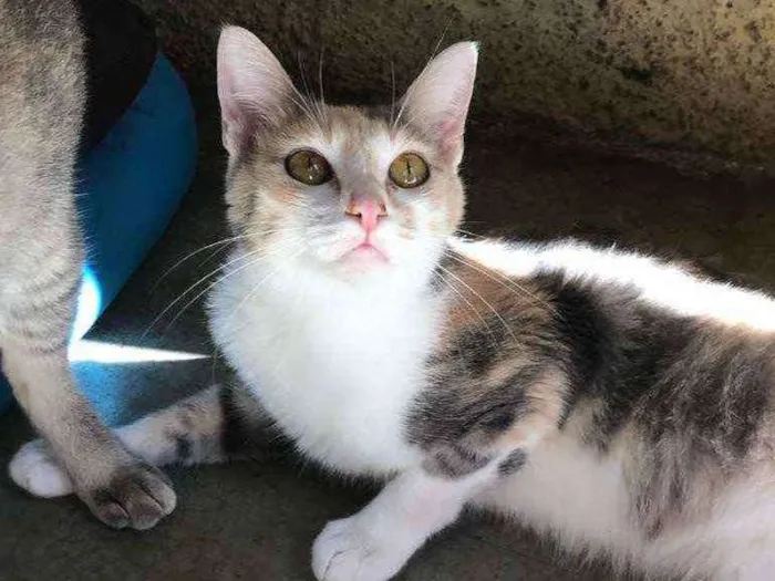 Gato raça SRD idade 7 a 11 meses nome LARA E LIA