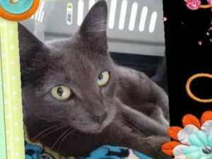 Gato raça Srd idade 7 a 11 meses nome Raya