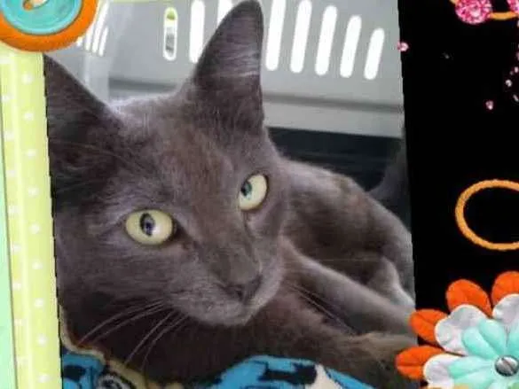 Gato ra a Srd idade 7 a 11 meses nome Raya