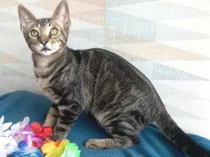 Gato ra a SRD idade 2 a 6 meses nome GENGIBRE