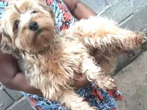 Cachorro raça SRD  idade 2 anos nome Sem Nome