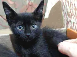 Gato raça  idade Abaixo de 2 meses nome Gatinhos da sorte
