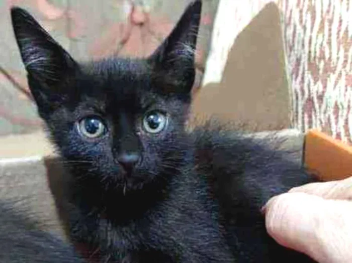 Gato ra a  idade Abaixo de 2 meses nome Gatinhos da sorte