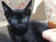 Gatinhos da sorte