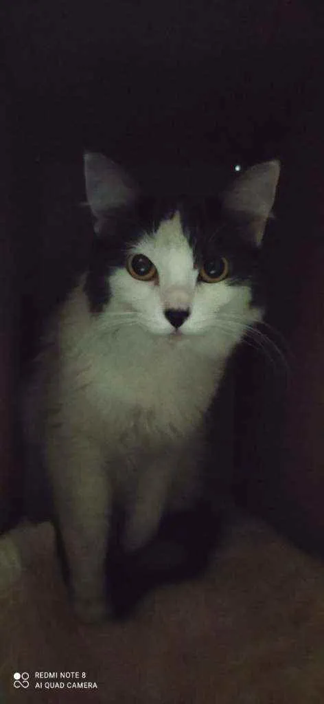 Gato ra a Angorá idade 1 ano nome Sem nome 