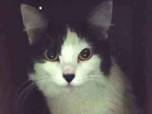 Gato raça Angorá idade 1 ano nome Sem nome 