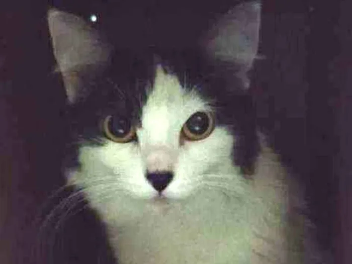 Gato ra a Angorá idade 1 ano nome Sem nome 