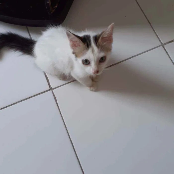 Gato raça Não discriminado  idade 2 a 6 meses nome Tito